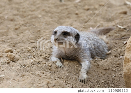 Meerkat lying on its stomach and looking up Meerkat lying on its stomach and looking up 110989313