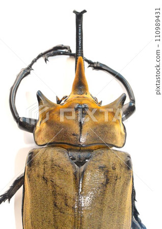 Elephas 象甲蟲的白色背景 110989431