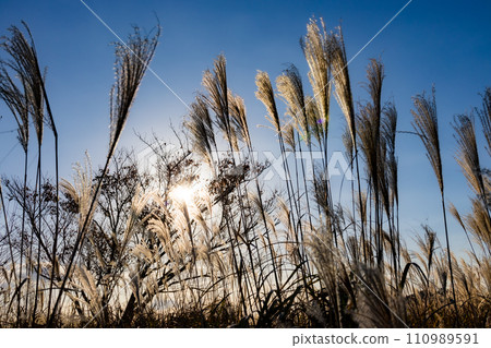 大石高原的潘帕斯草與陽光 110989591