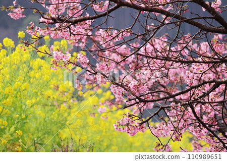 櫻花盛開，油菜花盛開 110989651