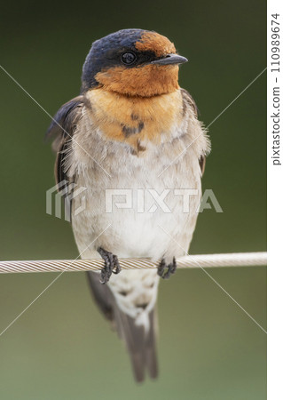 Close up portrait of a welcome swallow perched on a wire 110989674