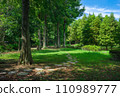 A sunny forest park lined with large trees 110989777