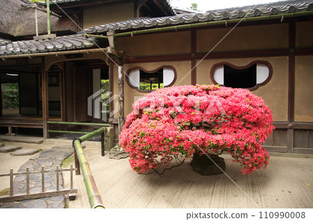 Visit Shisendo in spring Visit Shisendo in spring 110990008