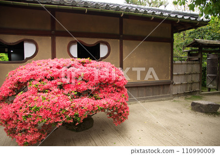 Visit Shisendo in spring Visit Shisendo in spring 110990009