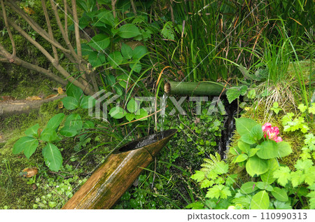 Visit Shisendo in spring Visit Shisendo in spring 110990313