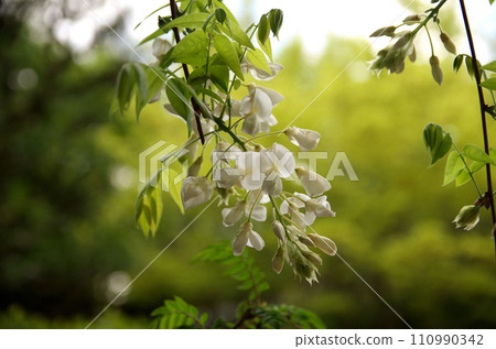 Visit Shisendo in spring 110990342