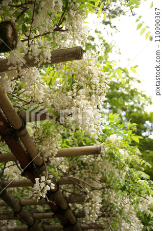 Visit Shisendo in spring 110990367