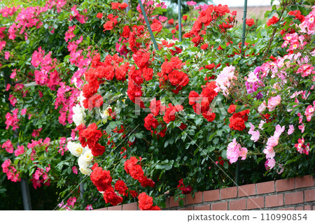 Seeing roses at Tomo Shrine #81 110990854