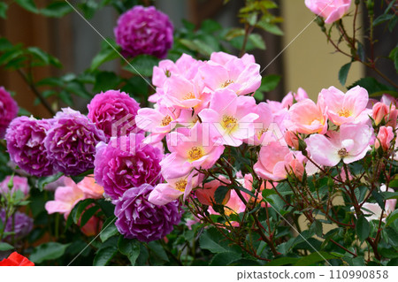 Seeing roses at Tomo Shrine #85 Seeing roses at Tomo Shrine #85 110990858