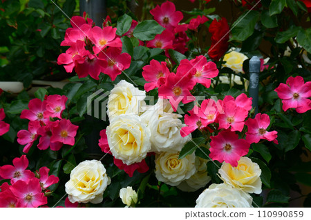 Seeing roses at Tomo Shrine #86 Seeing roses at Tomo Shrine #86 110990859