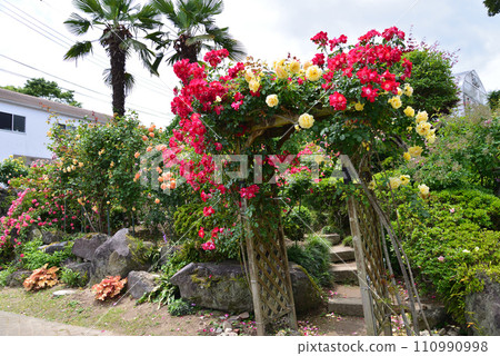 Seeing roses at Tomo Shrine #91 110990998