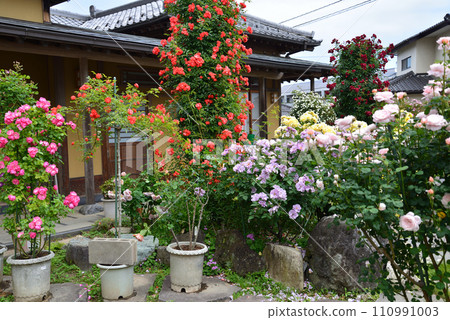 Seeing roses at Tomo Shrine #94 Seeing roses at Tomo Shrine #94 110991003