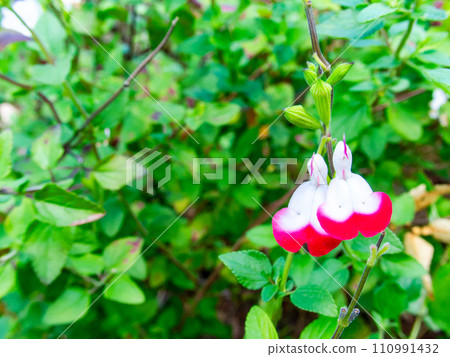 可愛的紅白櫻桃鼠尾草，可愛的熱唇花 110991432