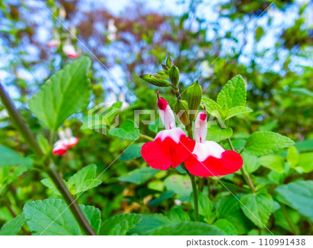 Cute red and white cherry sage, lovely hot lips flowers 110991438