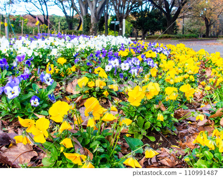 Autumn flower bed colorful violas and pansies 110991487