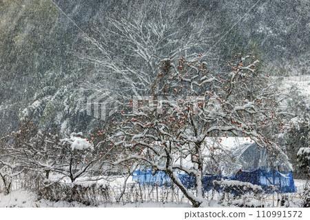 Persimmon remaining Persimmon remaining 110991572