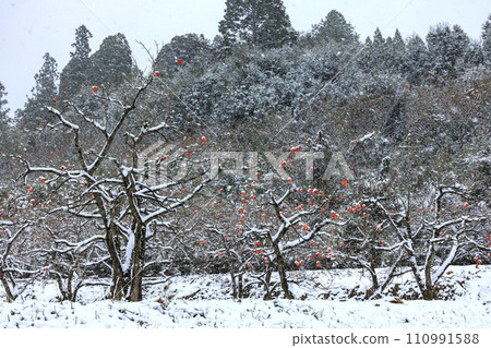 剩下的柿子 110991588