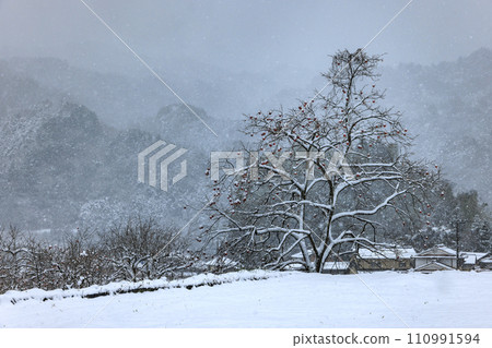 Persimmon remaining Persimmon remaining 110991594