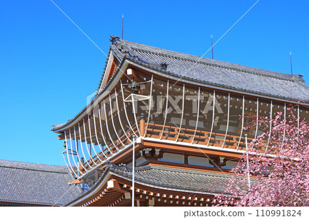 Higashibetsuin Sanmon Gate and cherry blossom scenery, Nagoya City, Aichi Prefecture Higashibetsuin Sanmon Gate and cherry blossom scenery, Nagoya City, Aichi Prefecture 110991824