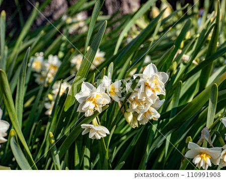 Double-flowered daffodil (daffodil) 110991908