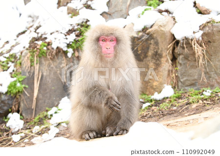 看照相機的日本獼猴 110992049