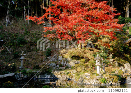 滋賀縣大津坂本的西教寺、賓客大廳花園和秋葉 滋賀縣大津坂本的西教寺、賓客大廳花園和秋葉 110992131