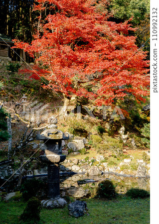 滋賀縣大津坂本的西教寺、賓客大廳花園和秋葉 110992132