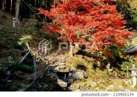 滋賀縣大津坂本的西教寺、賓客大廳花園和秋葉 110992134