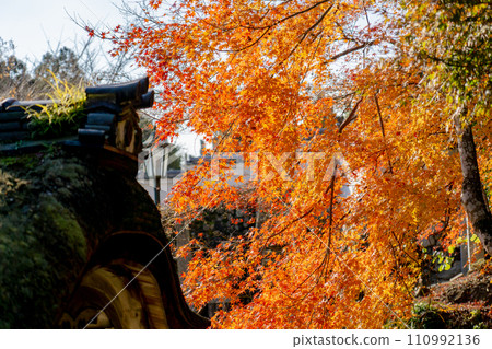 Autumn leaves at Saikyoji Temple in Sakamoto, Otsu City, Shiga Prefecture 110992136