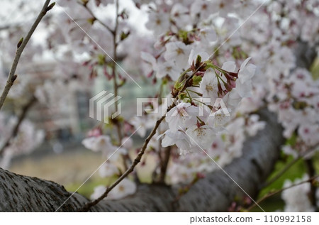 櫻花盛開的公園 110992158
