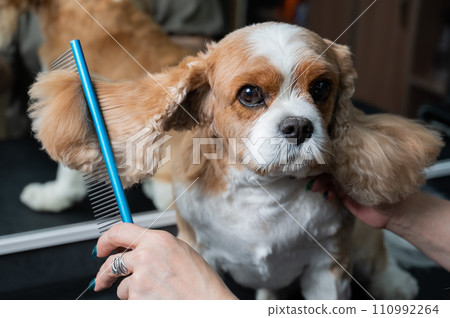 Groomer combing Cavalier King Charles Spaniel in grooming salon.  110992264