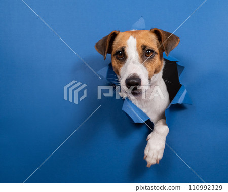 Funny dog jack russell terrier climbs out of a paper blue background breaking a hole in it. Funny dog jack russell terrier climbs out of a paper blue background breaking a hole in it. 110992329