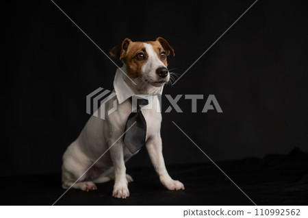 Jack Russell Terrier dog in a tie on a black background. Copy space. Jack Russell Terrier dog in a tie on a black background. Copy space. 110992562