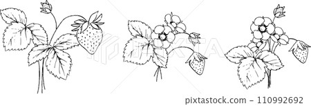 Strawberry illustration set 2 drawn with a pen Strawberry illustration set 2 drawn with a pen 110992692