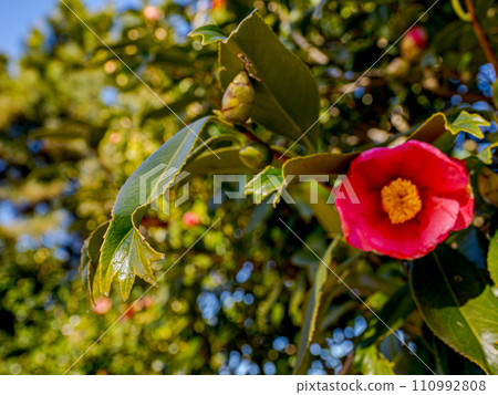 金魚葉山茶葉[葉尖像金魚尾鰭一樣開裂的稀有品種] 110992808