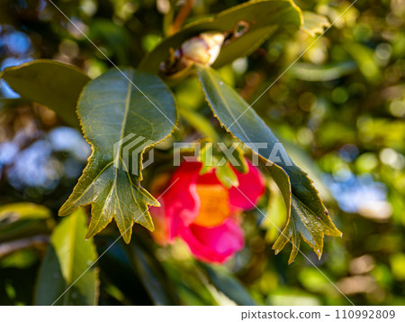 Goldfish leaf camellia leaves [a rare variety with the tip of the leaf split like the tail fin of a goldfish] 110992809