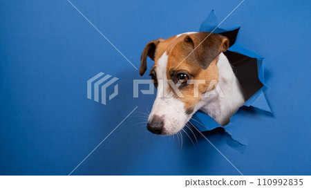 Funny dog jack russell terrier leans out of a hole in a paper blue background. Funny dog jack russell terrier leans out of a hole in a paper blue background. 110992835
