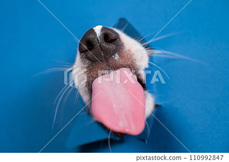 Jack russell terrier dog licks his nose and leans out of torn paper blue background. Jack russell terrier dog licks his nose and leans out of torn paper blue background. 110992847
