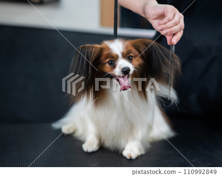 Caucasian woman combing a dog. Papillon Continental Spaniel with tongue hanging out at grooming. Caucasian woman combing a dog. Papillon Continental Spaniel with tongue hanging out at grooming. 110992849