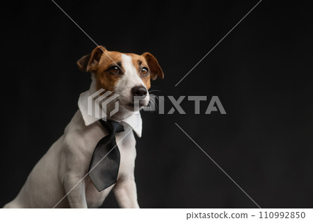Jack Russell Terrier dog in a tie on a black background. Copy space.  110992850