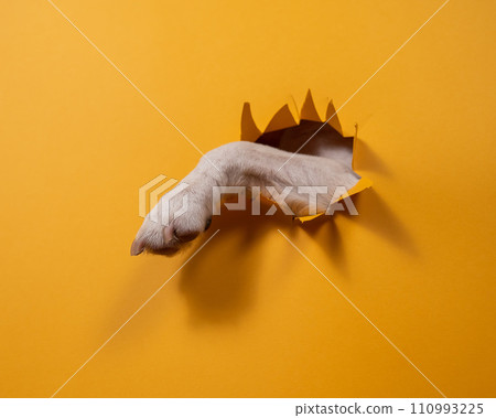 Dog jack russell terrier tore paw cardboard orange background. Dog jack russell terrier tore paw cardboard orange background. 110993225