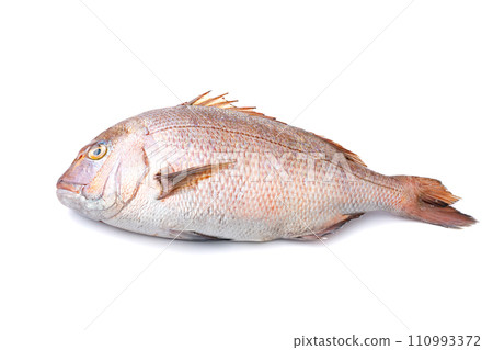 Red sea bream Thai fresh fish Red sea bream Thai fresh fish 110993372
