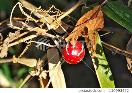 Red Okinawa sparrow fruit lying on dry leaves (winter, January) Red Okinawa sparrow fruit lying on dry leaves (winter, January) 110993452