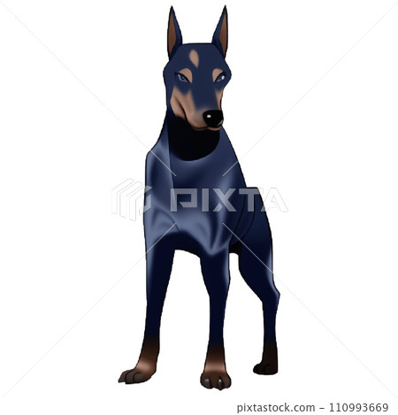 Illustration of Doberman 110993669