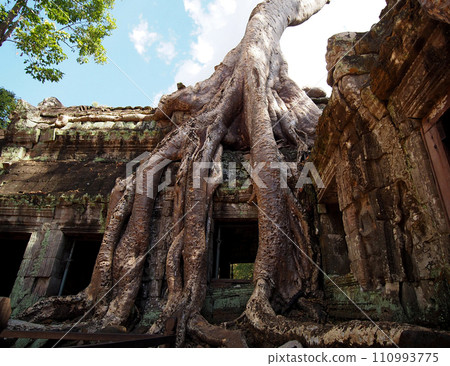 Civilization swallowed by a giant tree (Ta Prohm ruins) 2024 110993775