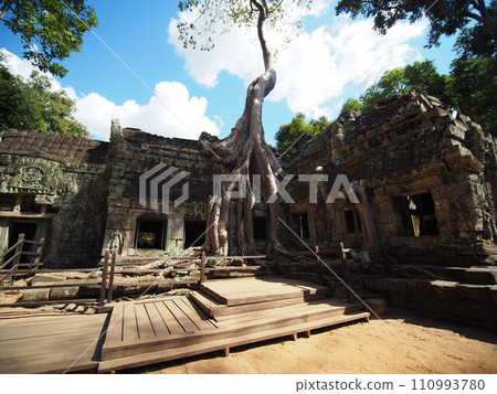 Civilization swallowed by a giant tree (Ta Prohm ruins) 2024 Civilization swallowed by a giant tree (Ta Prohm ruins) 2024 110993780