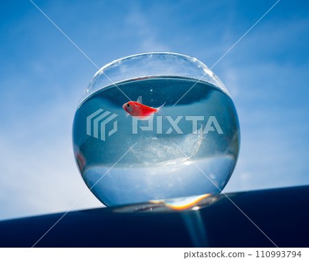 A goldfish swims in a round aquarium against a blue sky.  110993794