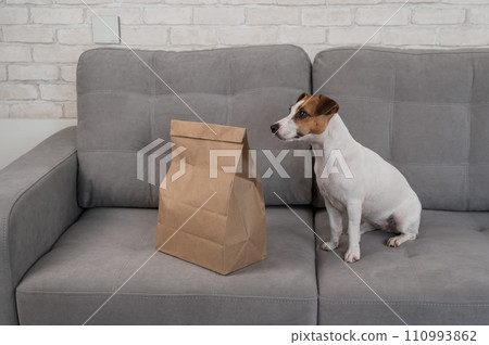 Jack Russell Terrier dog sits on the sofa near a craft package with food delivery.  110993862