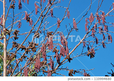 榿木芽、花和果實（冬天、一月） 110994680