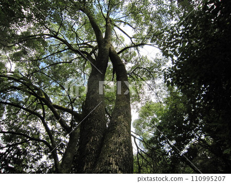 一棵樹 110995207